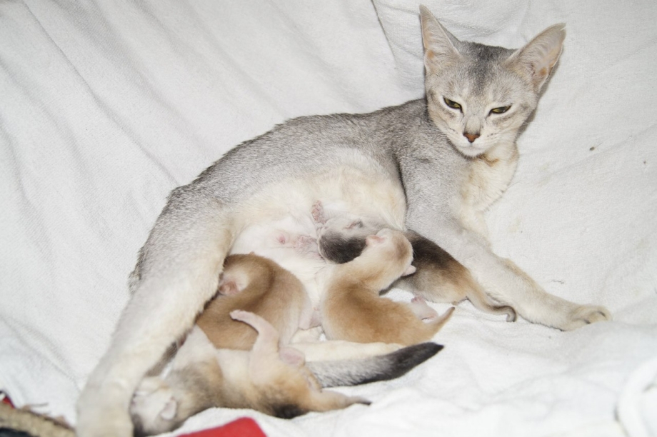 Кошка кормит котят