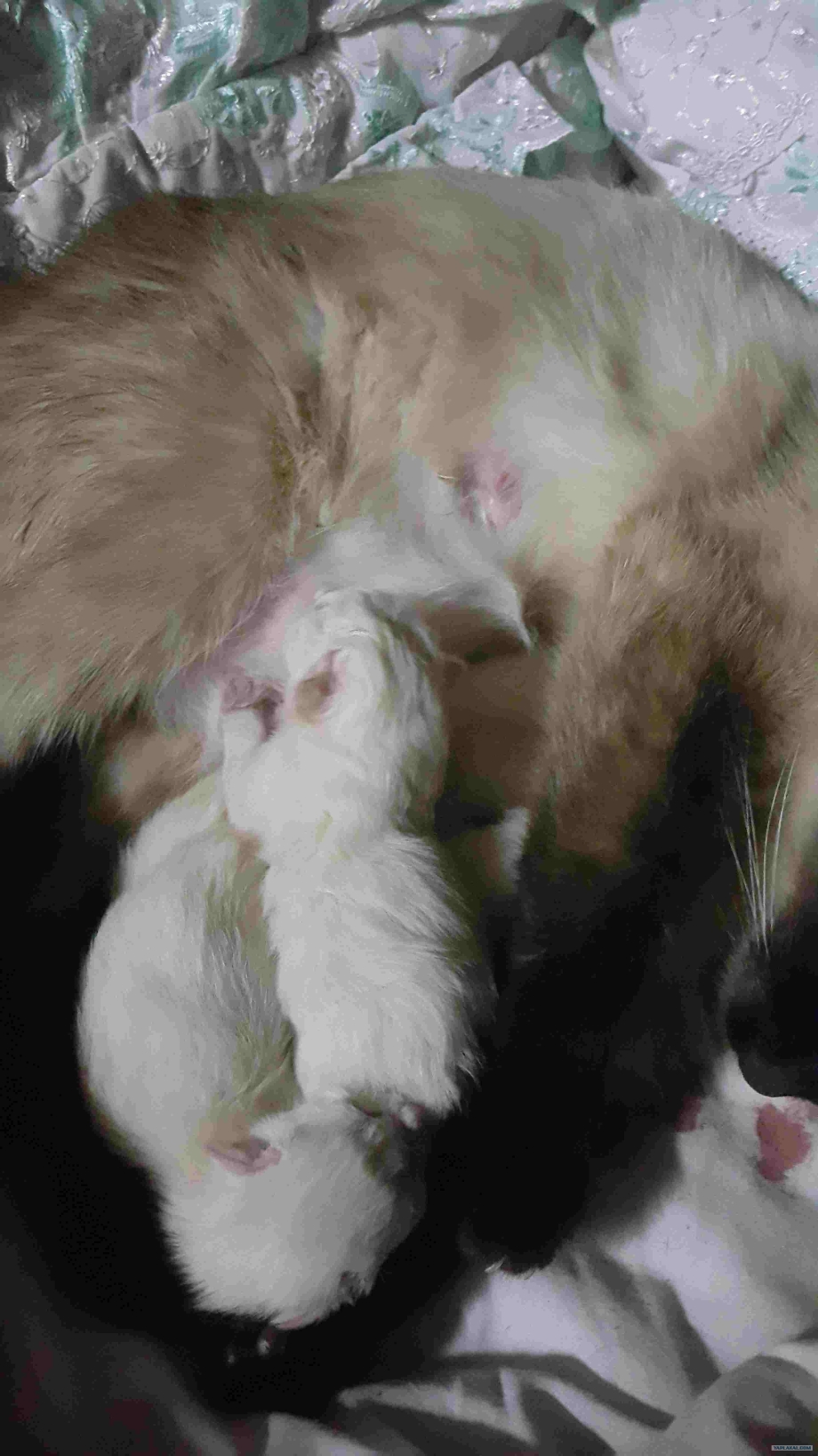 Отечественные кошка