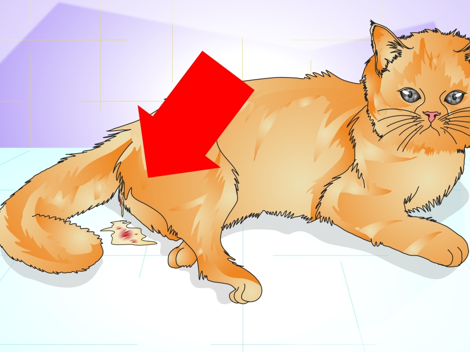 Кошка просит кота