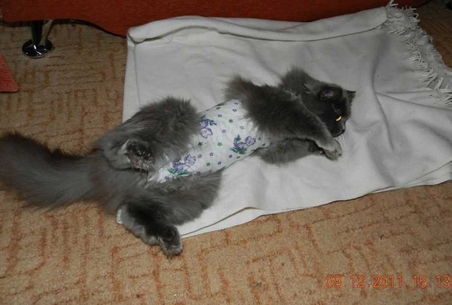Два рыжих кота