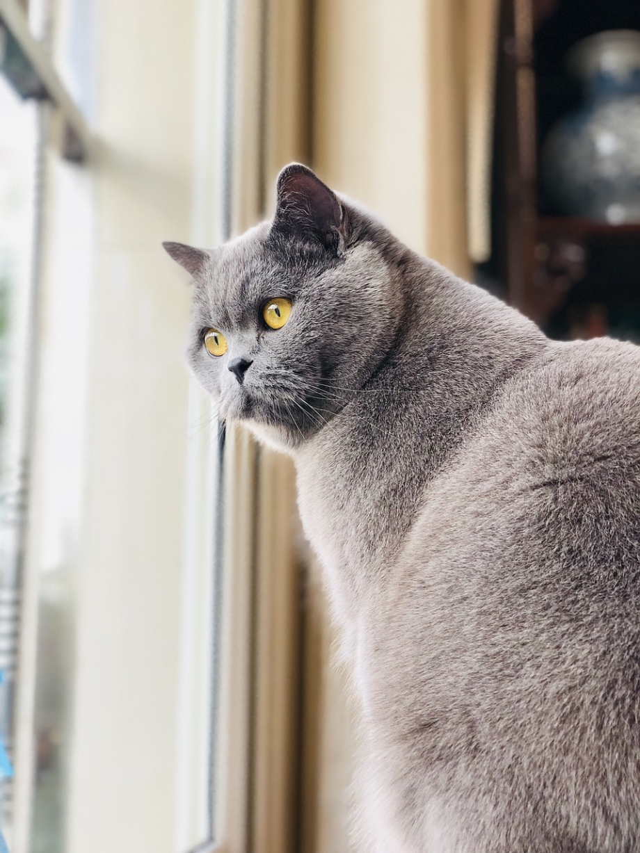 Нибелунг течка у кошек