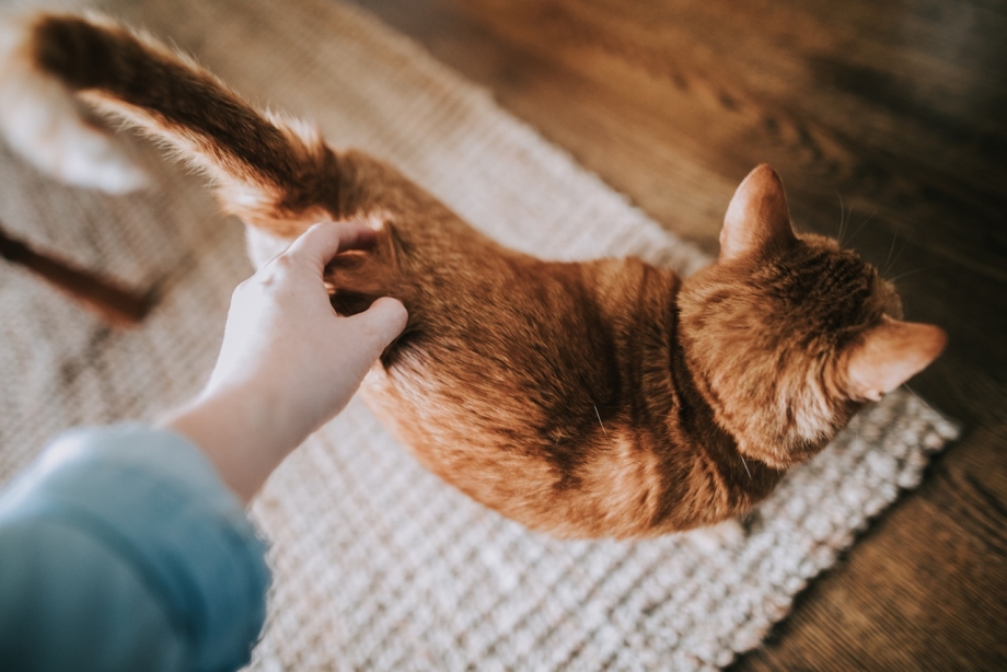Лазерная стерилизация кошек