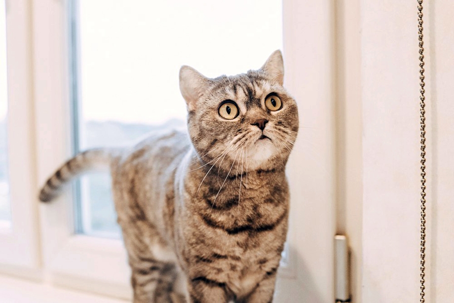 Кошка наказана