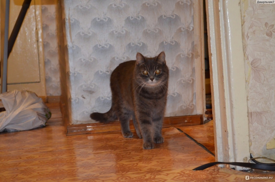 Могут ли быть у кошки месячные