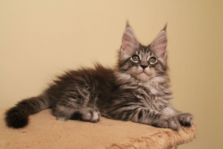 Коты Мейн кун