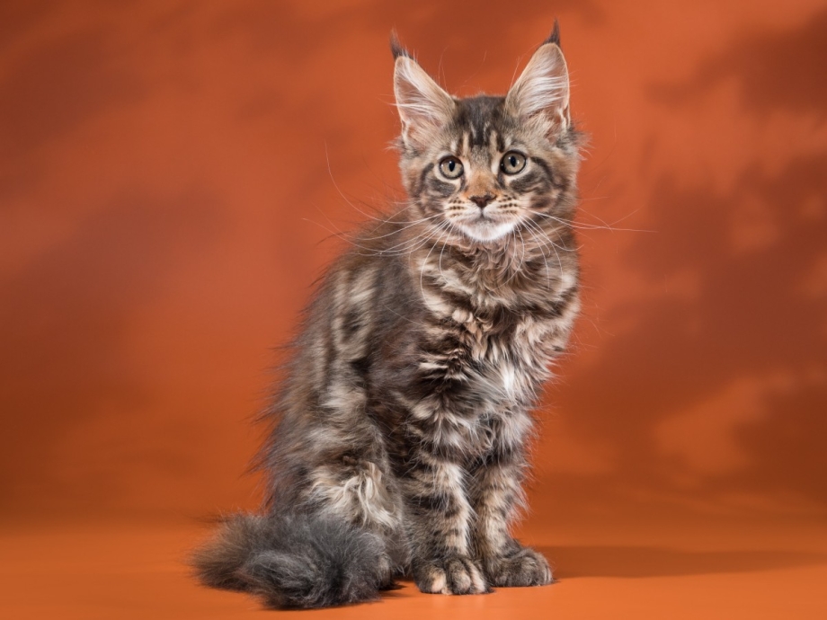 Кошка Мейн кун с котятами