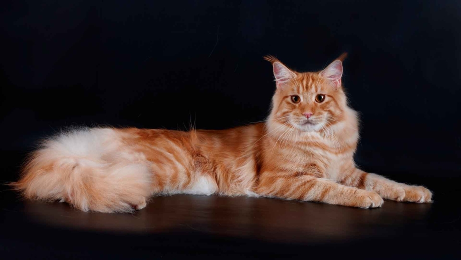 Котята Мейн кун