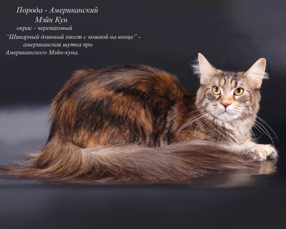 Мейн кун ест