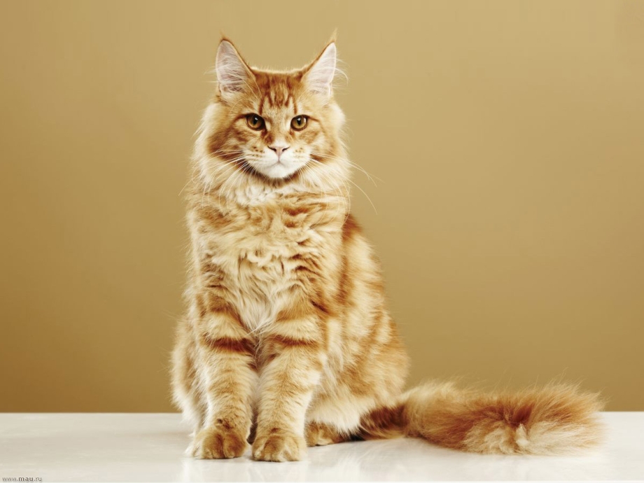 Кот Мейн кун
