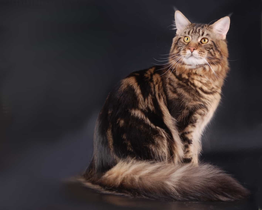 Коты Мейн кун