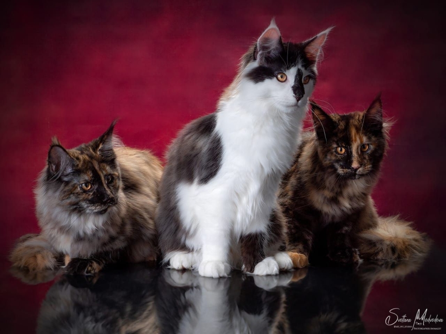 Котята Мейн кун