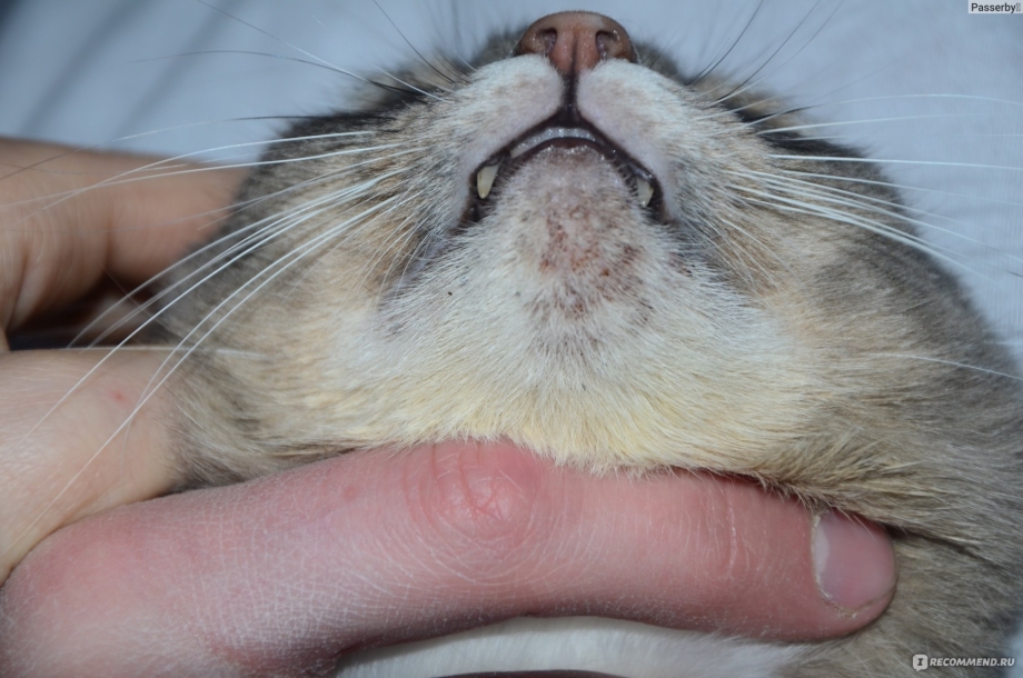 Коросты на морде у котят