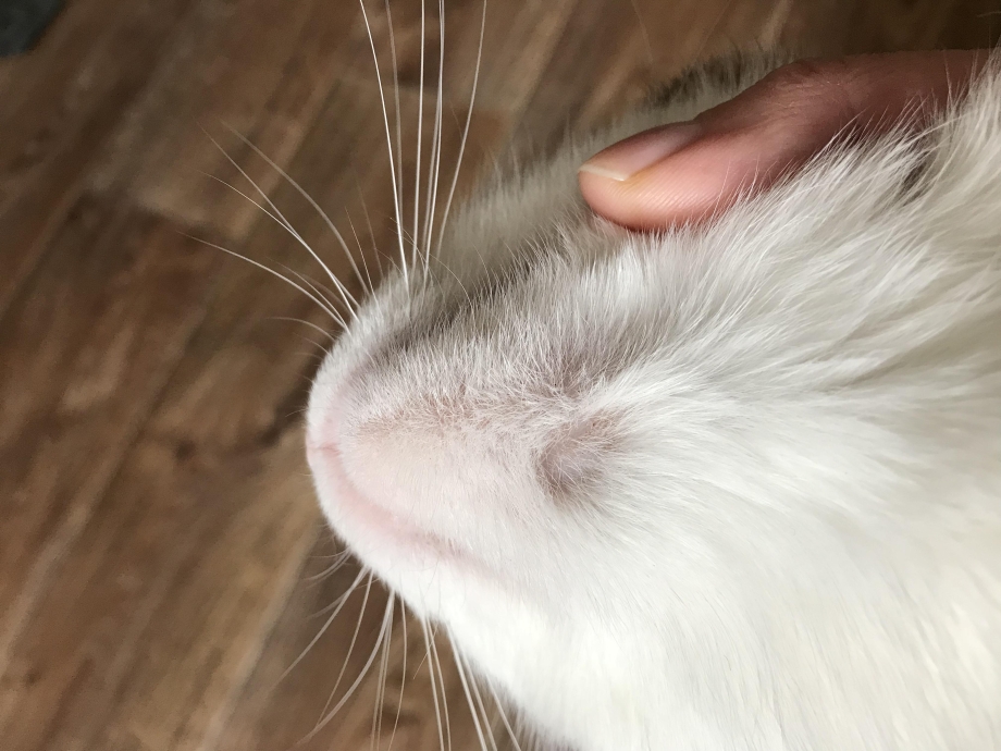 Стригущий лишай у кошек на животе