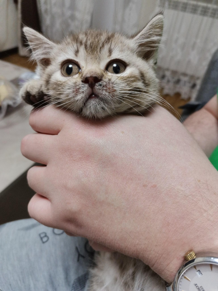 У котёнка на спине болячки