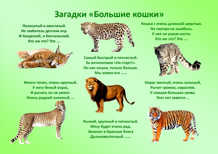 Семейство кошачьих тигры львы