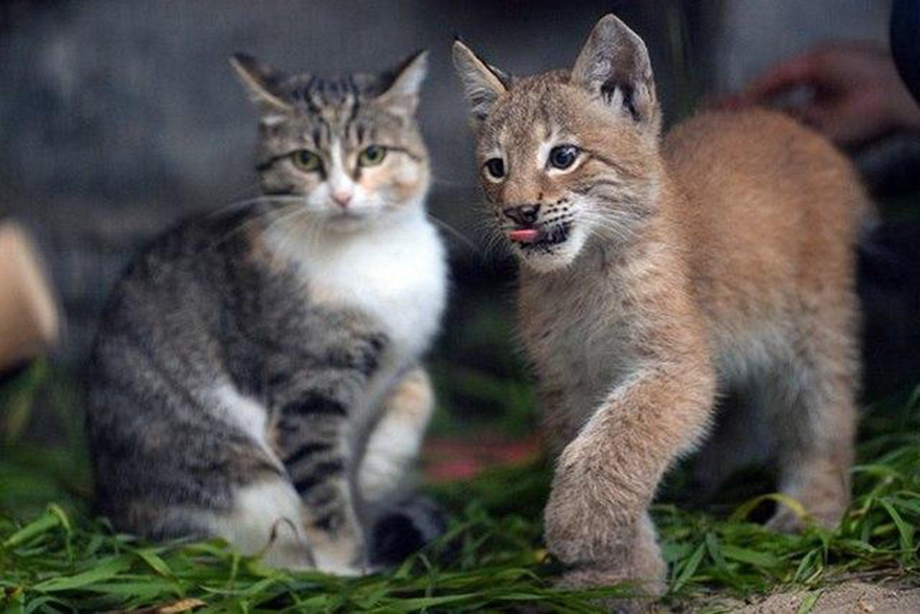 Родственники домашних кошек