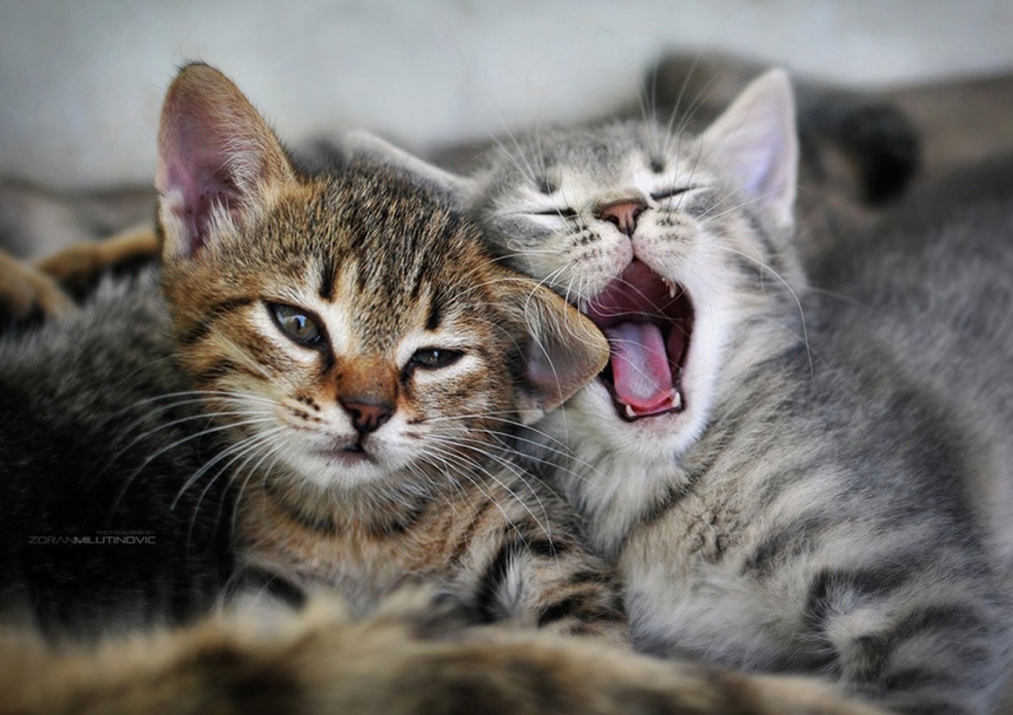 Тигренок и котенок