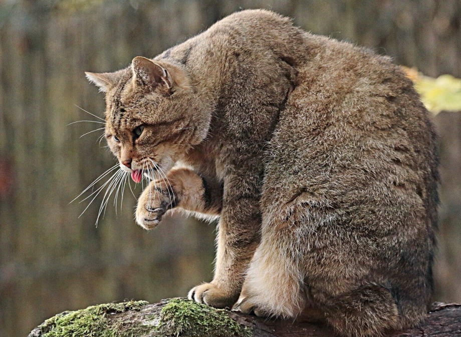 Макото Мурамацу картины