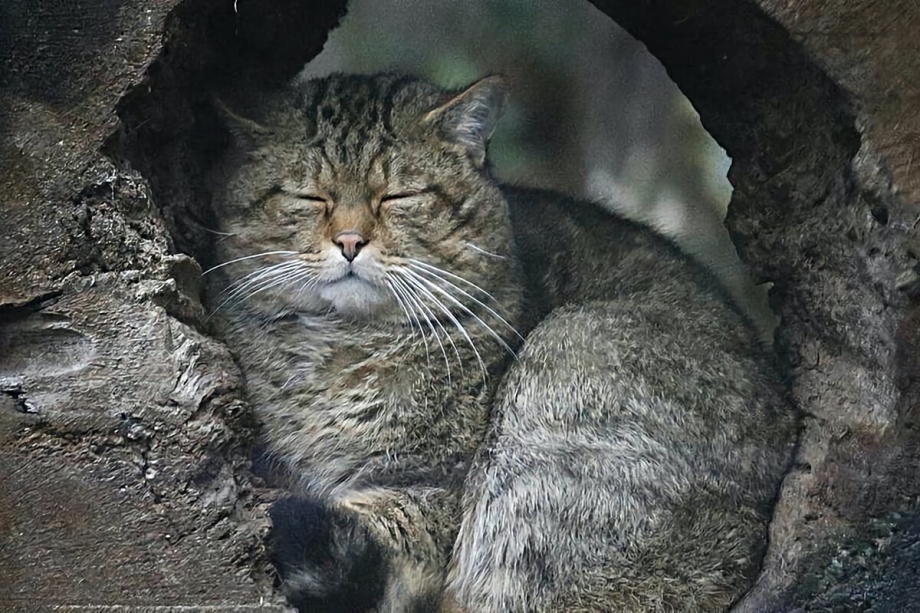 Родные кошки