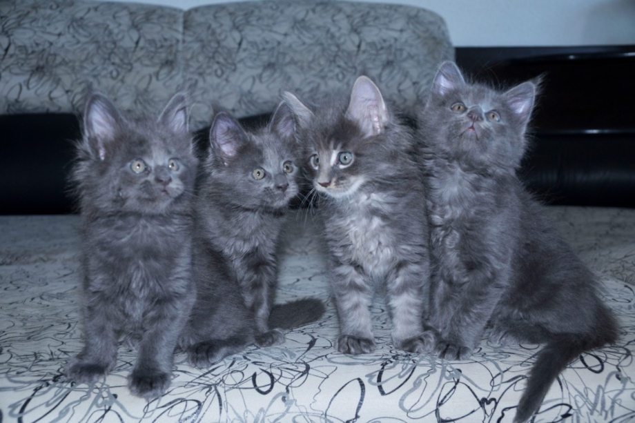 Бездомную кошечку с котятами