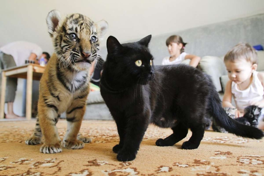 Кошка Даша и Бельчонок котик Иркутск