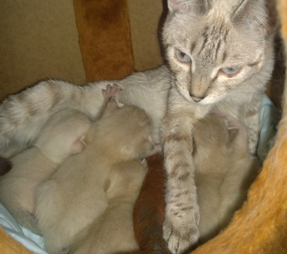 Кошка с котятами страдает