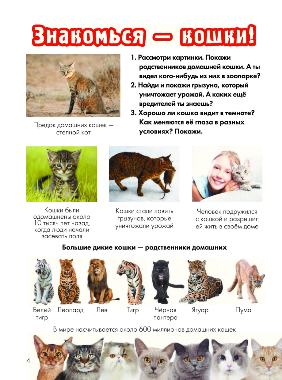 Семейство кошачьих названия