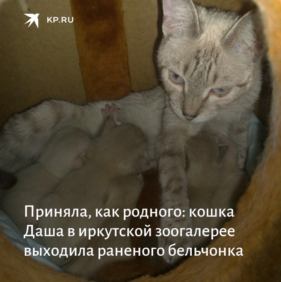 Родственники кошек.