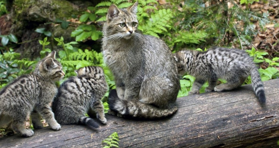 Пазл Castorland Feline Fiesta (c-151448), 1500 дет.