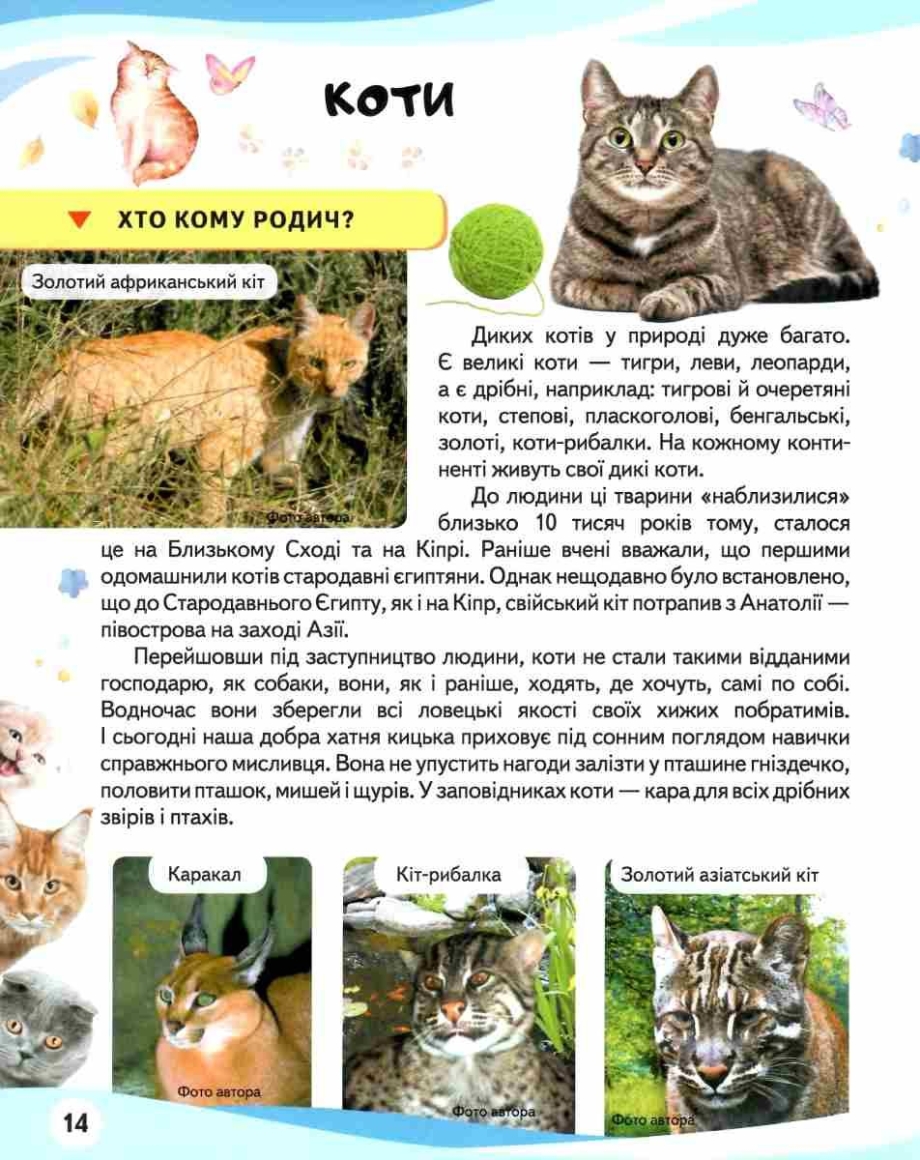 Хищные кошки-бренды