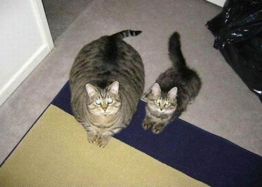 Семья котов