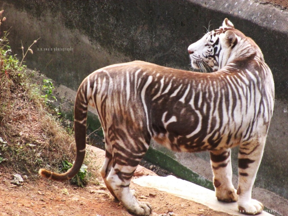 Melanistic Tiger