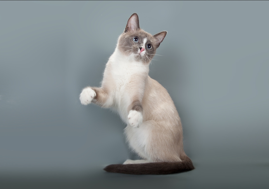 Сноу-Шу котята