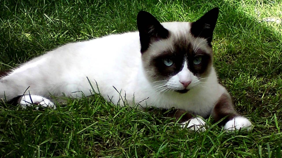 Коты Сноу Шу