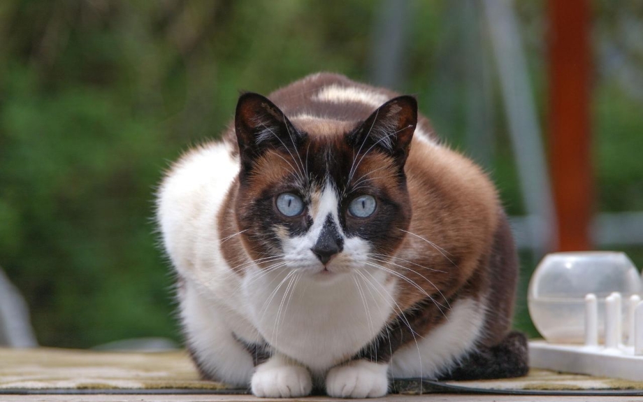 Котята породы Сноу Шу