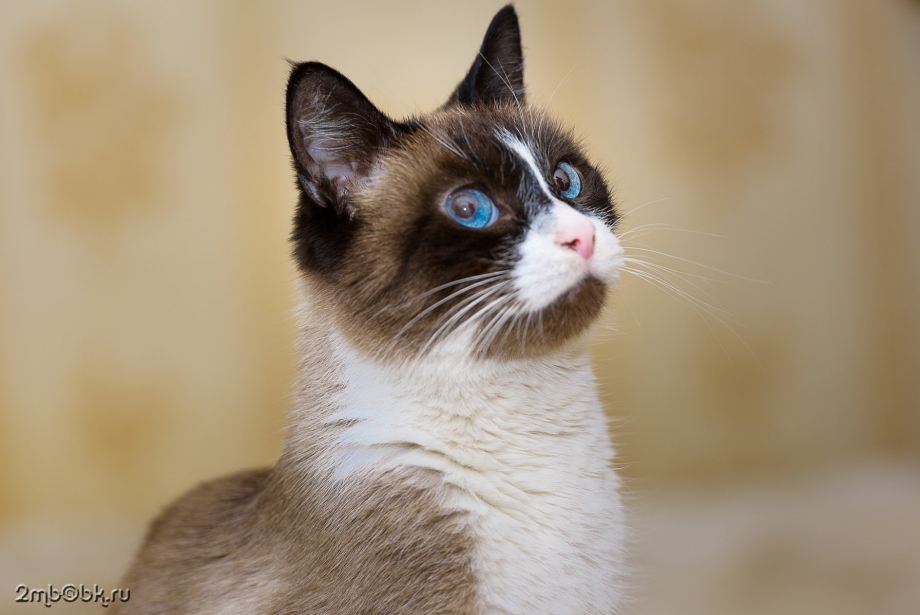 Котята породы Сноу Шу