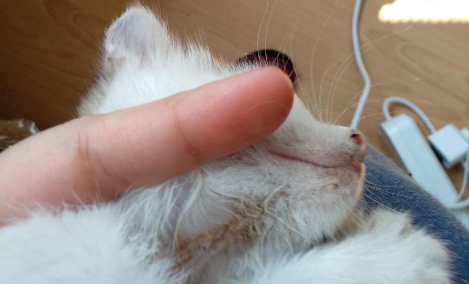 Кошачий стригущий лишай