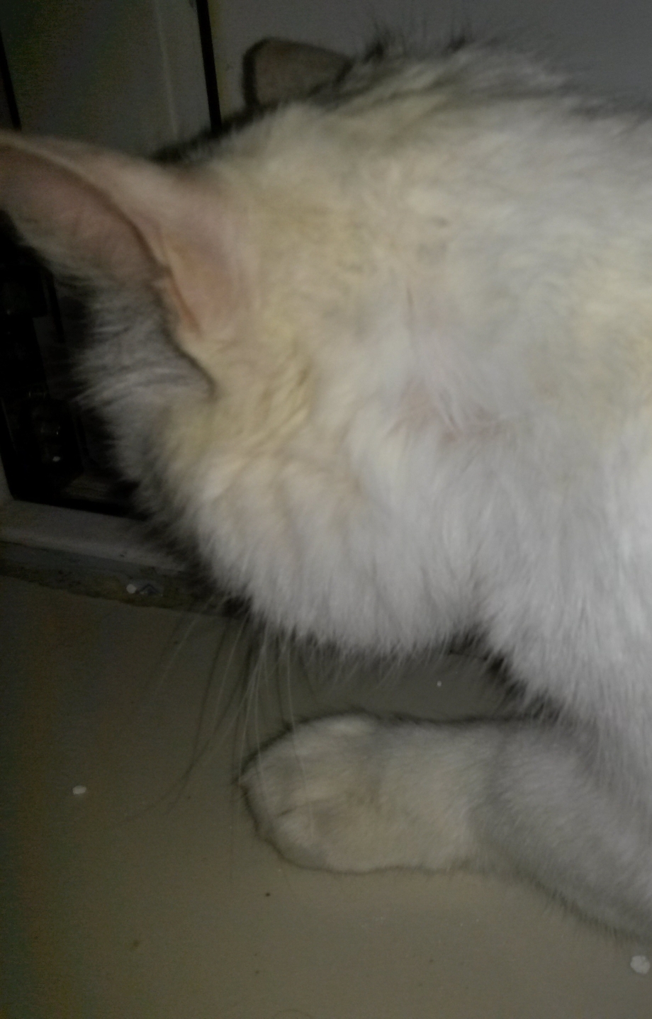 Кошачий стригущий лишай