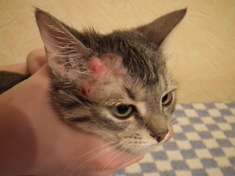 Отрубевидный лишай у кошек