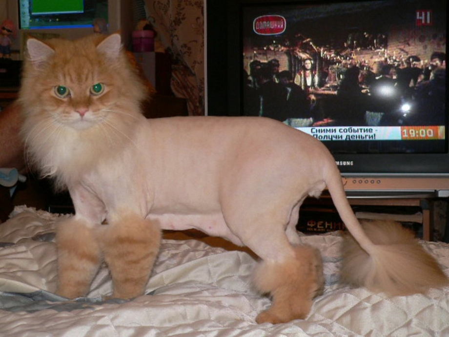 Стриженные кошки