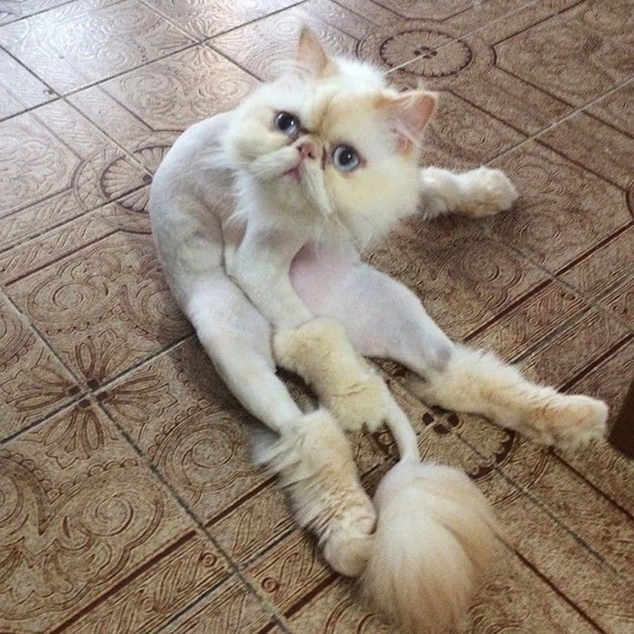 Гигиеническая стрижка кота