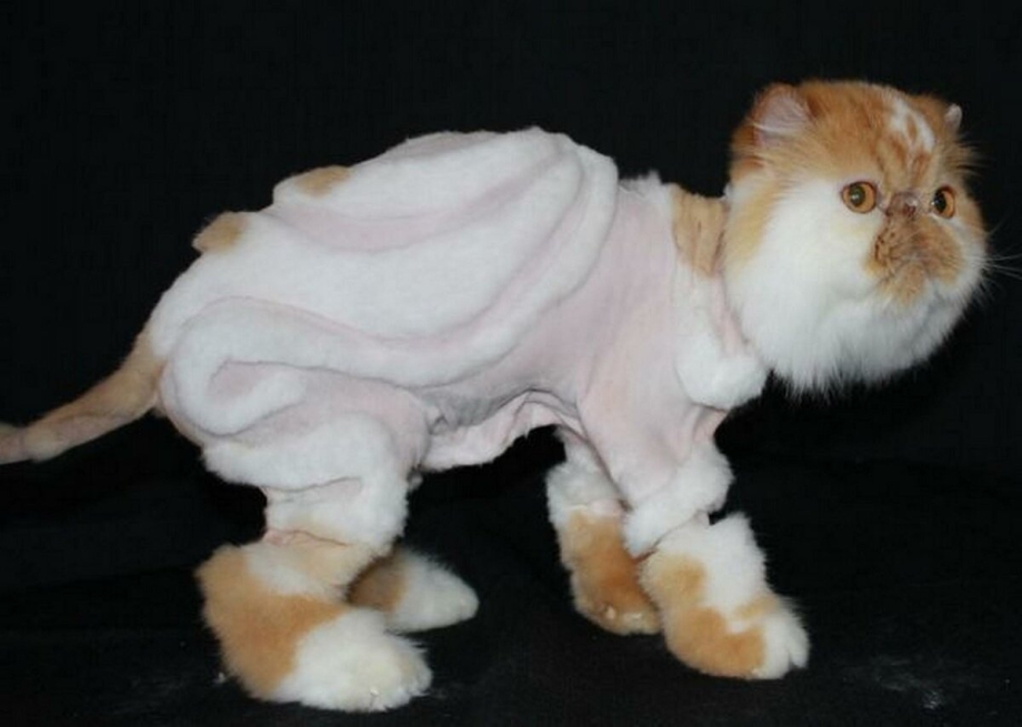 Стрижка персидских кошек