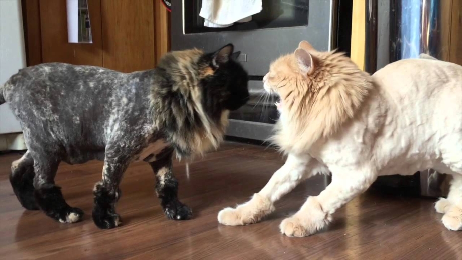 Стриженный рыжий кот