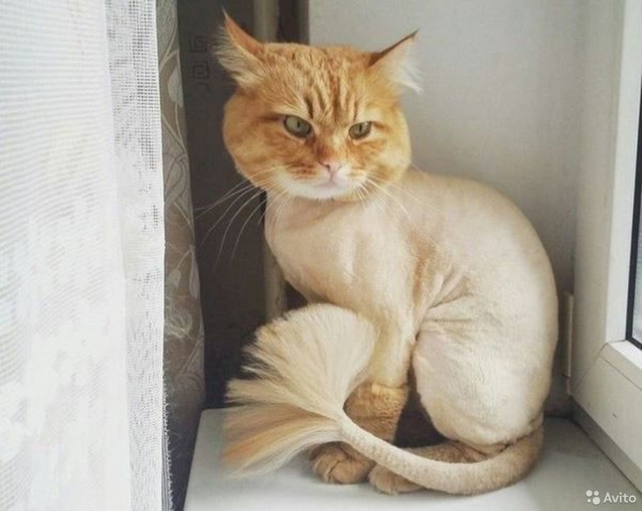 Стрижка котов