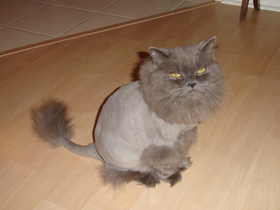 Необычные стрижки котов