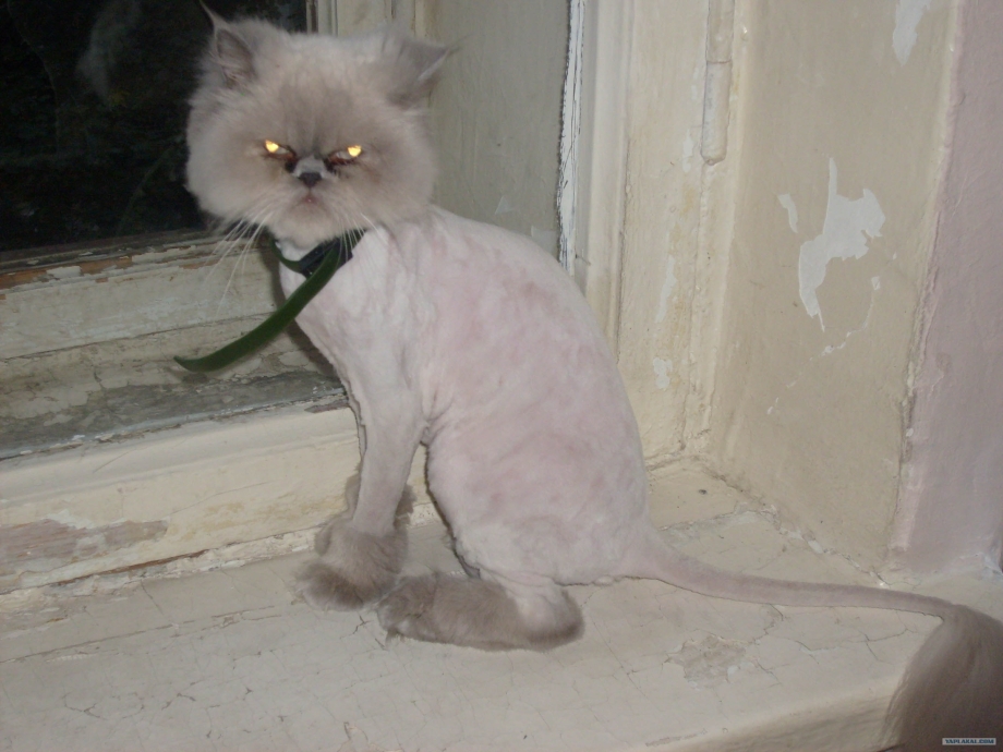 Кот стрижка Лев