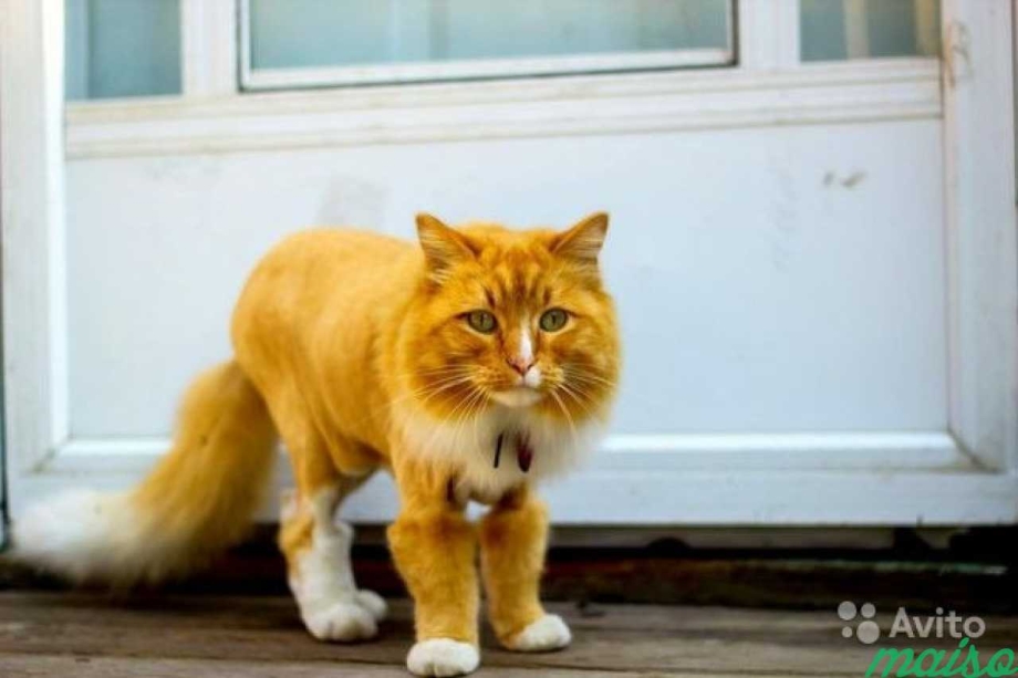 Креативные стрижки котов