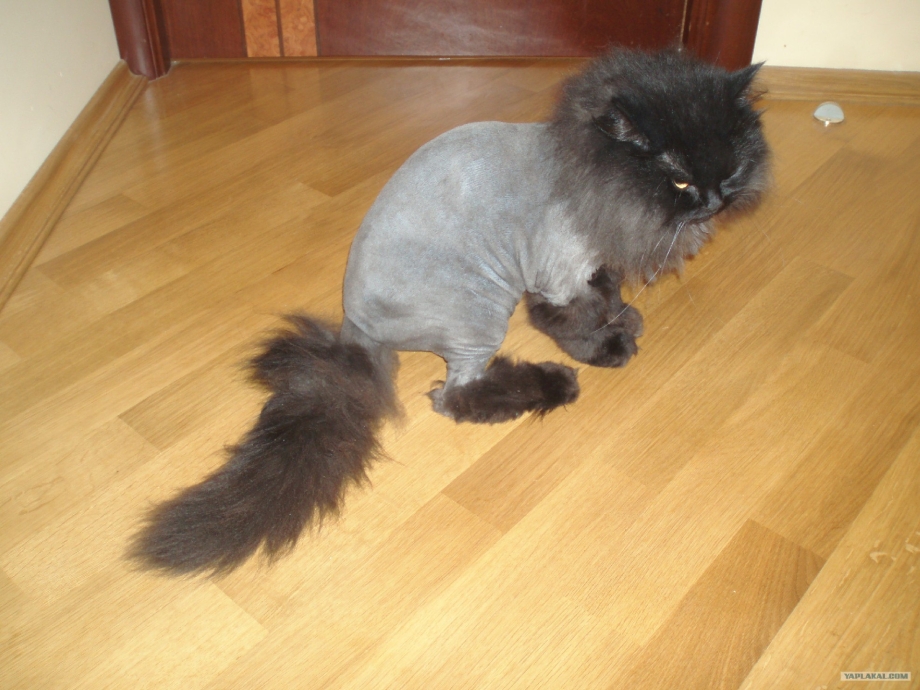 Смешные стрижки котов