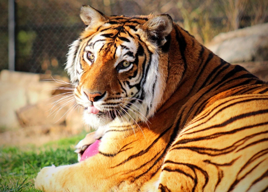 Tiger Step Print