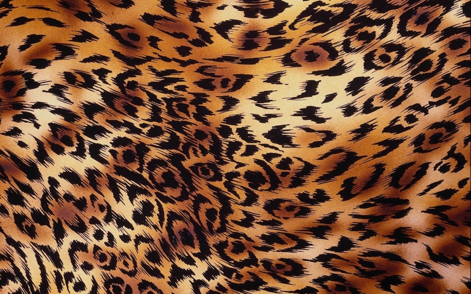 On little Tiger